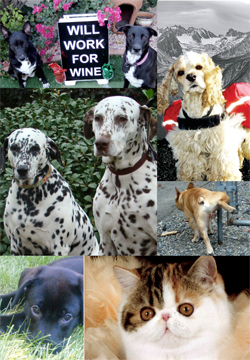 Pet Wine Labels